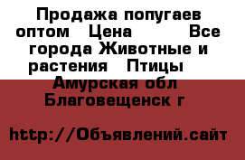 Продажа попугаев оптом › Цена ­ 500 - Все города Животные и растения » Птицы   . Амурская обл.,Благовещенск г.